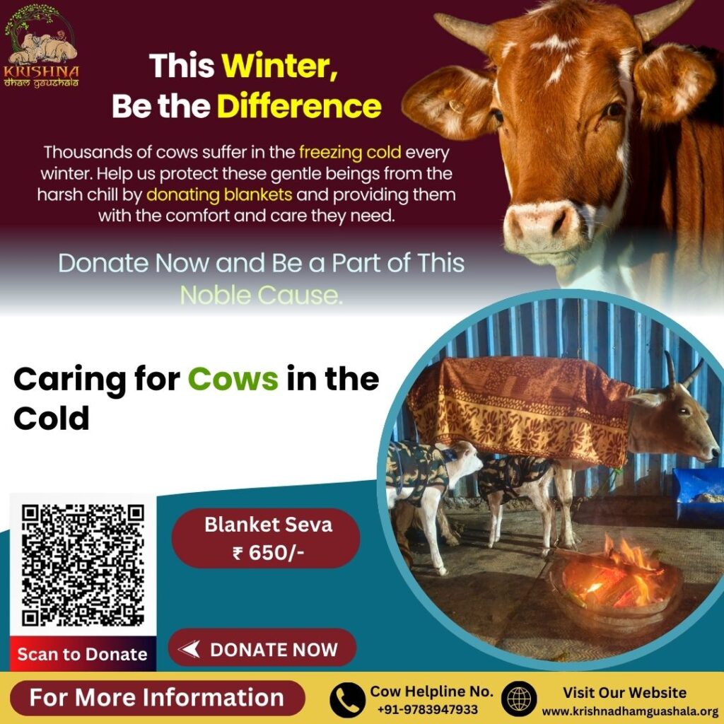 Caring for Cows in the Cold