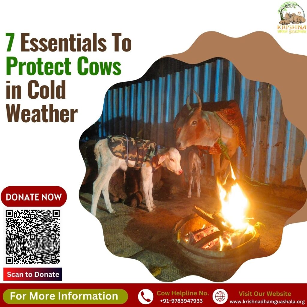 7 Essentials To Protect Cows in Cold Weather