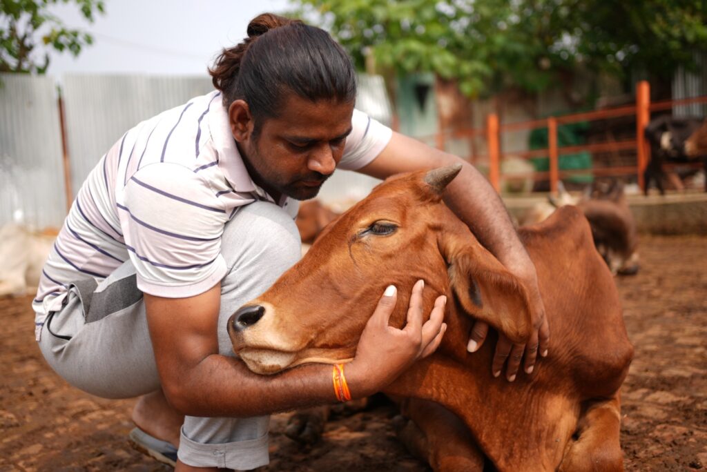 how to care cows in winter-d