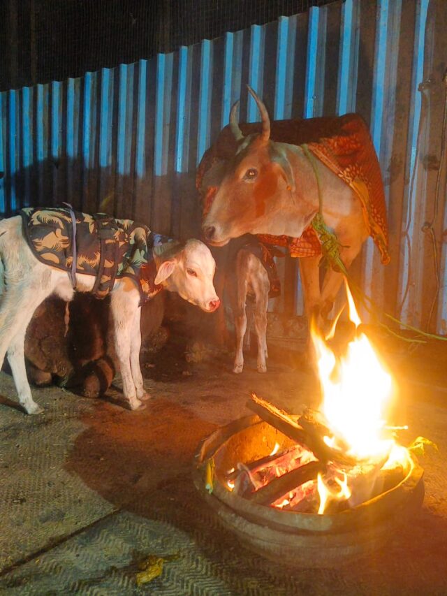 caring for cows in winter