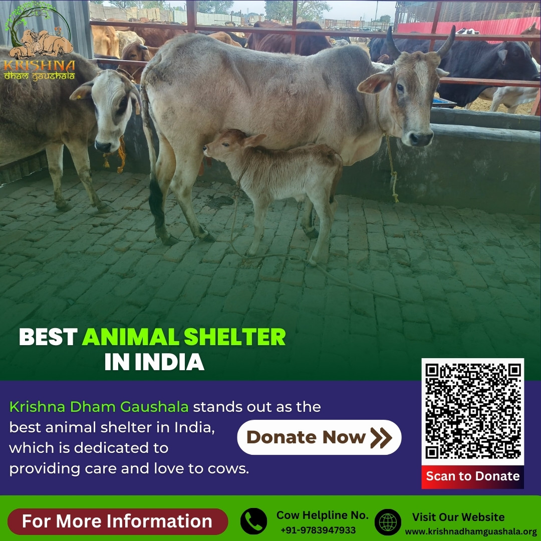 Best Animal Shelter in India