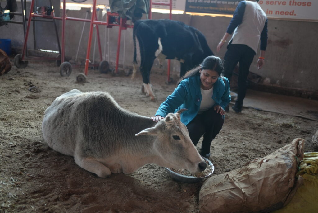 Adopt a Cow Program-2