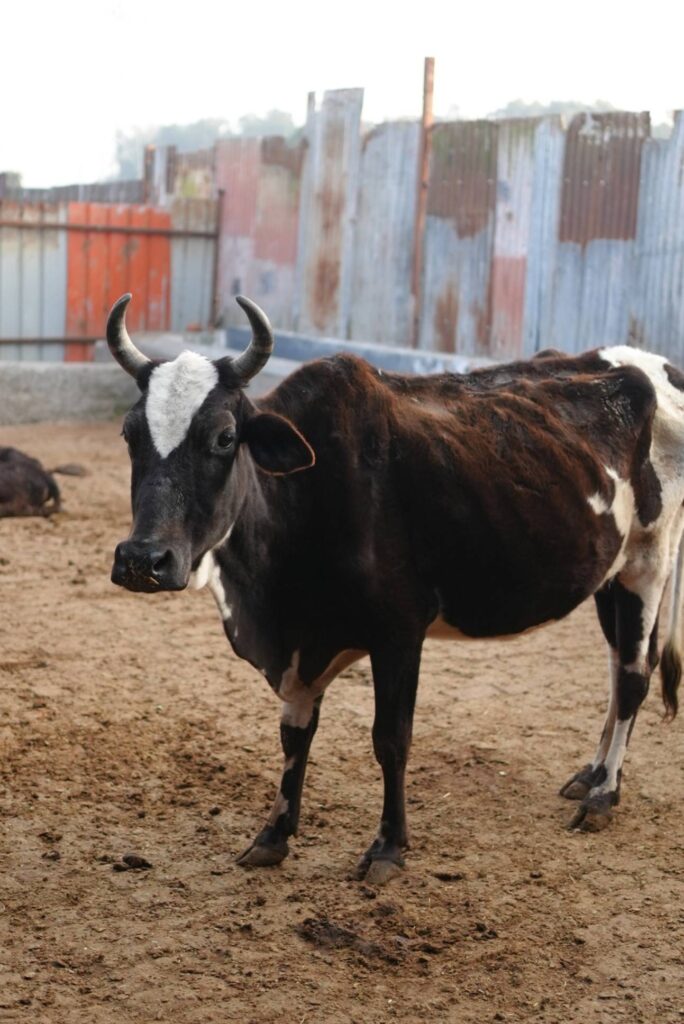 Benefits of cow urine - Krishna Dham Gaushala