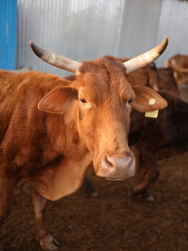 गौ सेवा