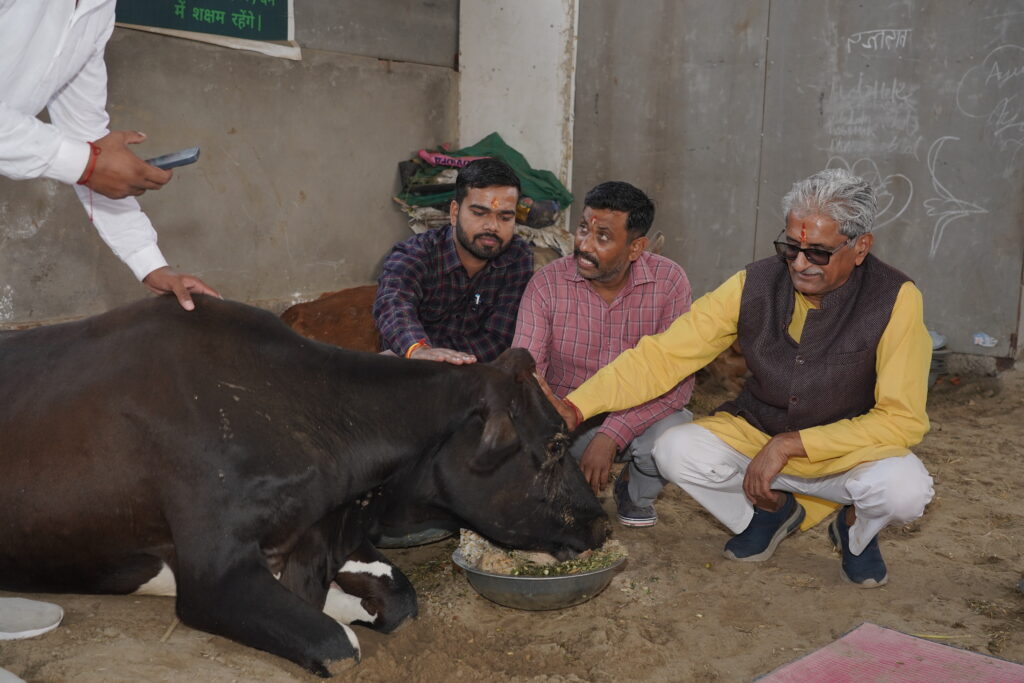 cow feeding