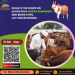 Cow Donation on Makar Sankranti