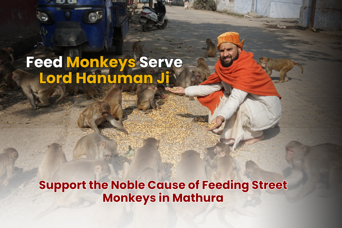 Support the Noble Cause of Feeding Street Monkeys in Mathura