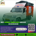 Best Animal Ambulance Service in Dehradun