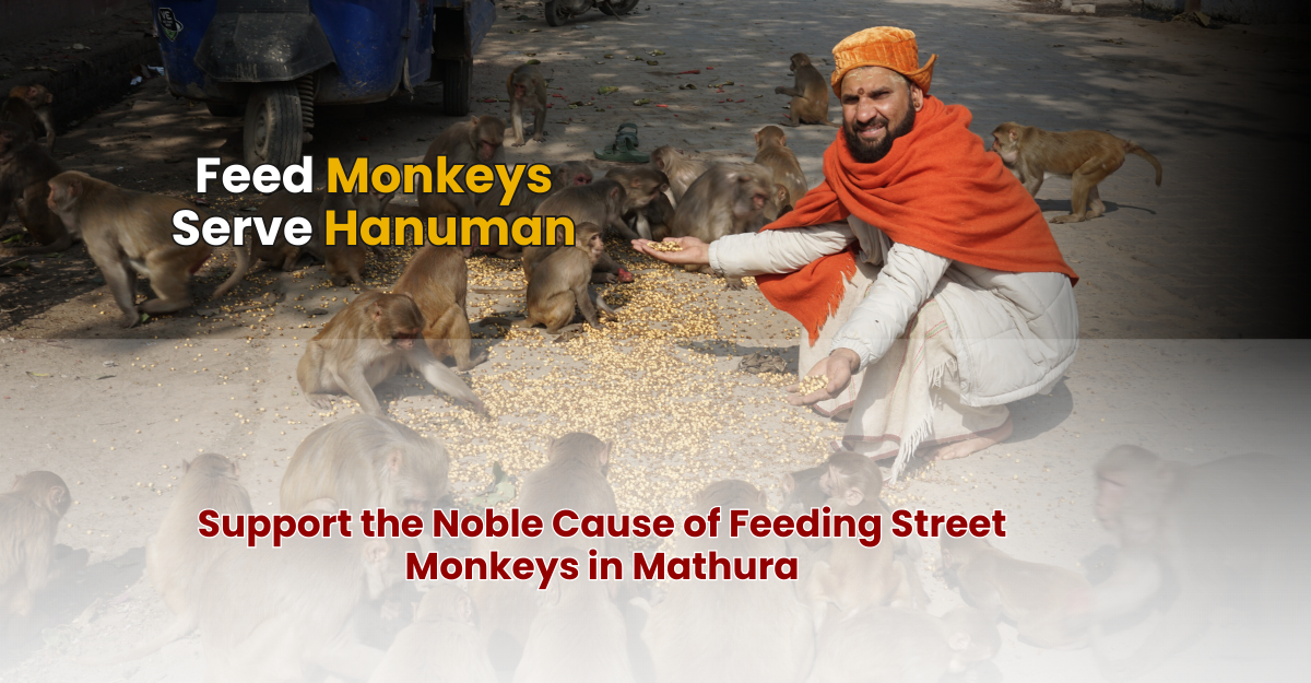 Support the Noble Cause of Feeding Street Monkeys in Mathura