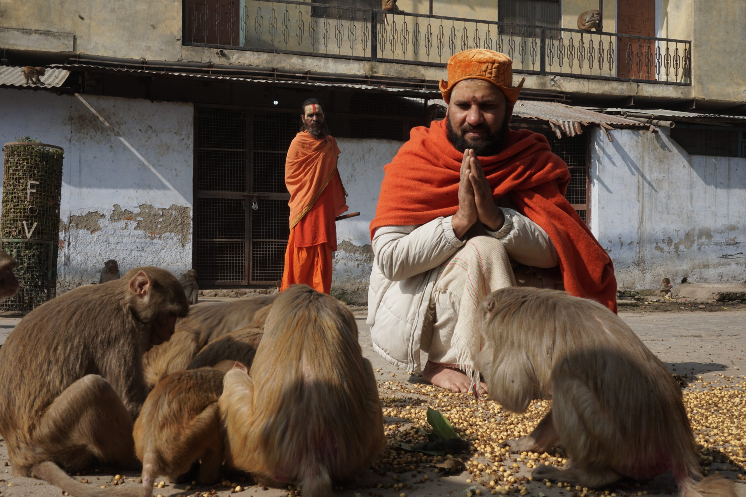 Feeding Monkeys in Mathura