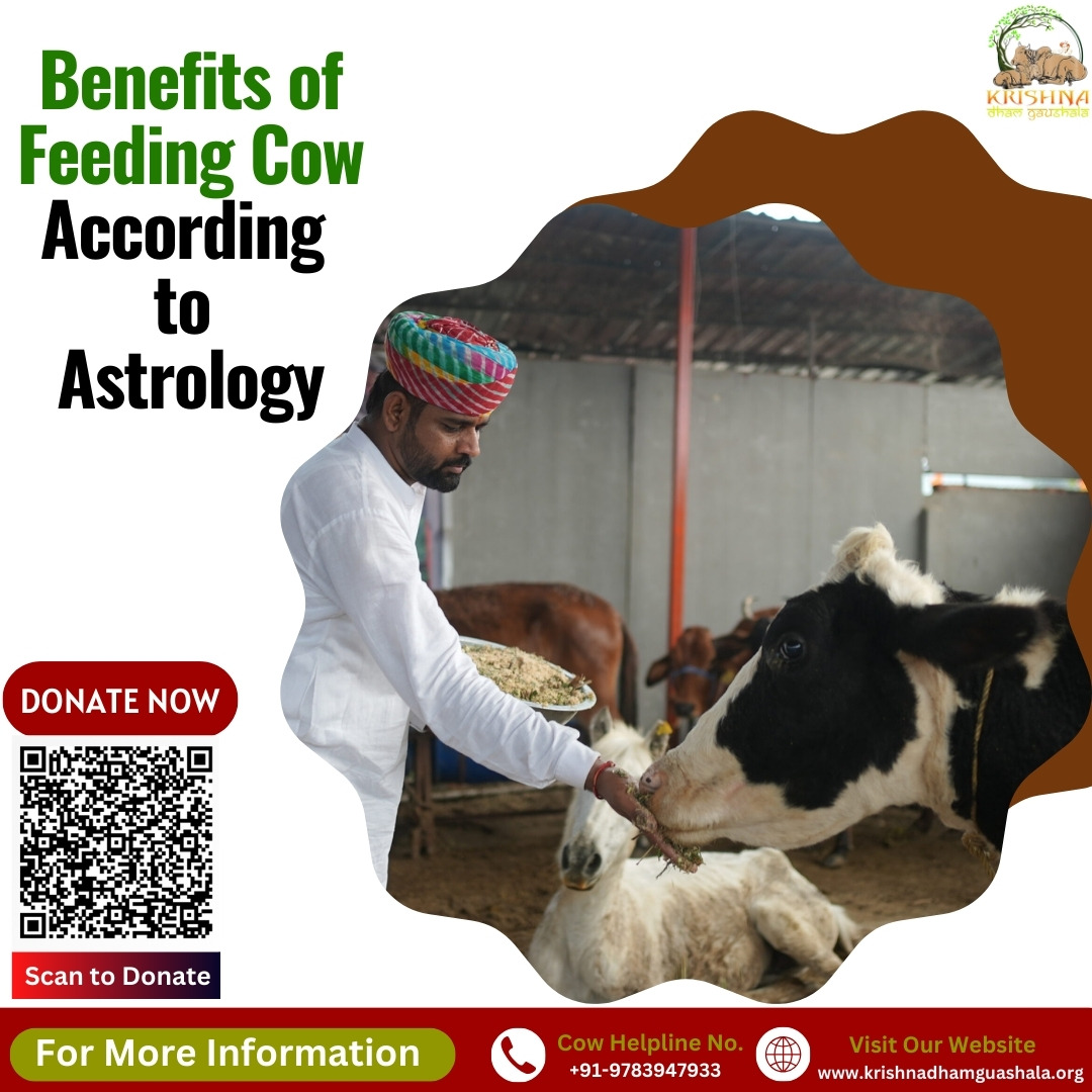 Benefits of Feeding Cow