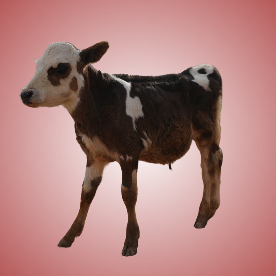 COW 3