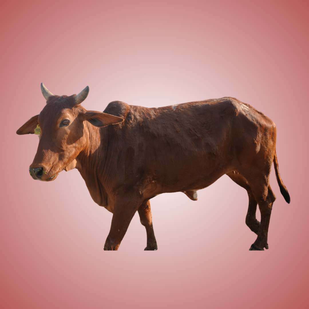 COW 4