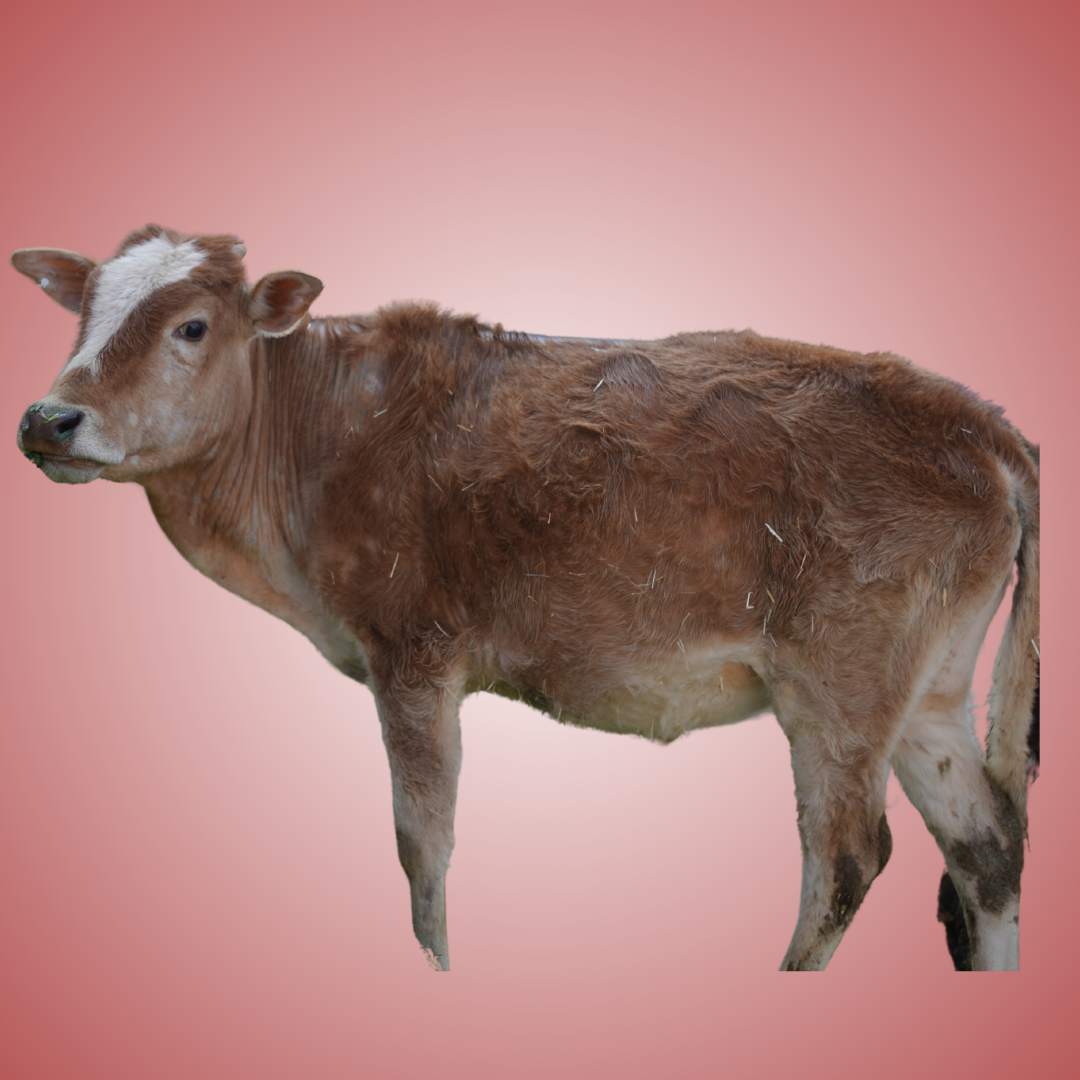 COW 5