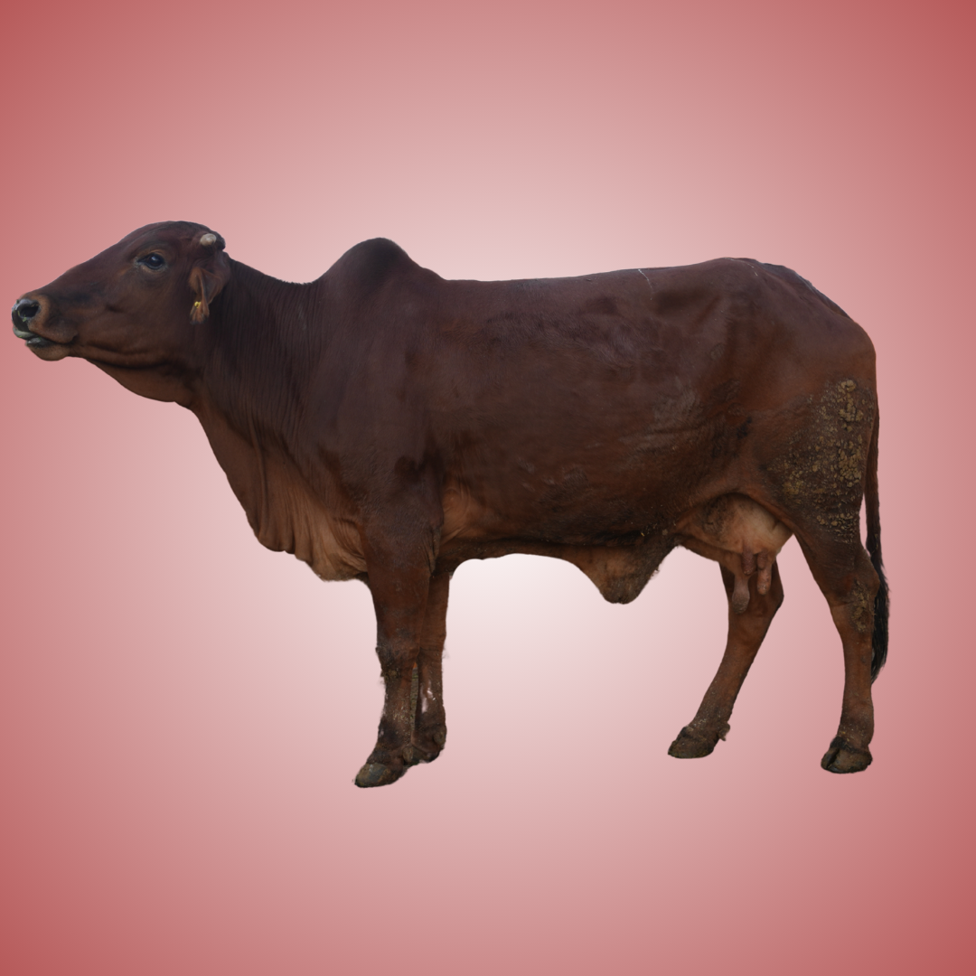 COW 6