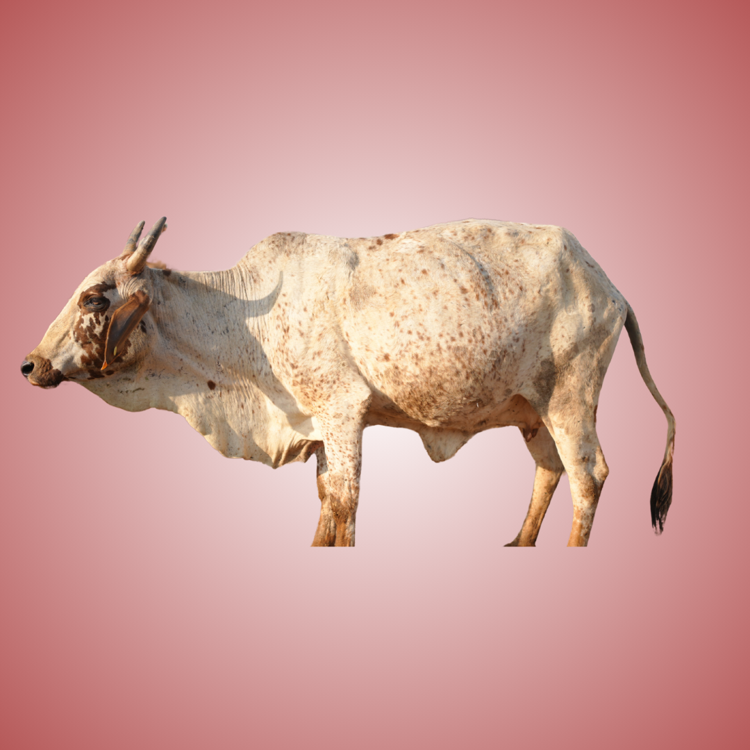 COW 7