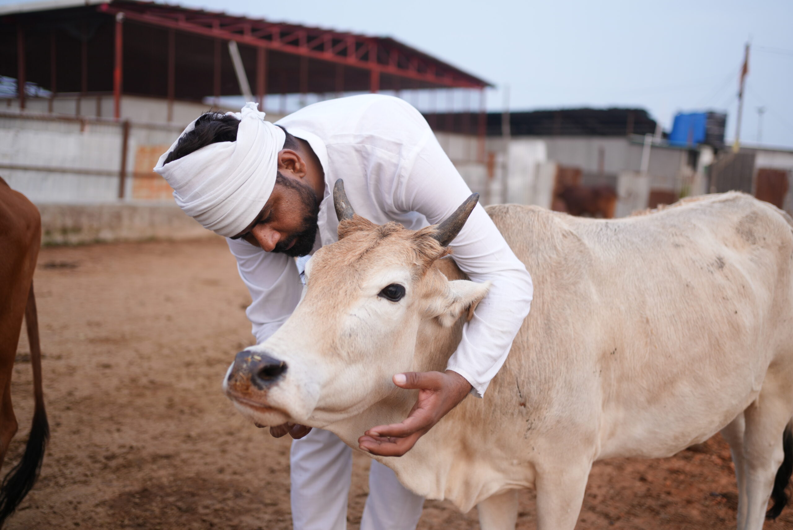 Daily Gau Seva Drive — Feed First, Feed Every Day