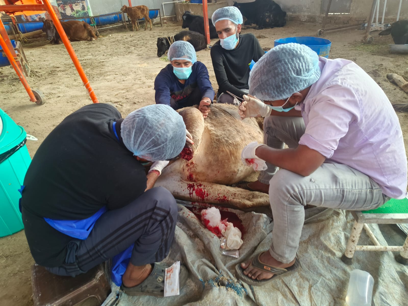 Animal Welfare NGO - B