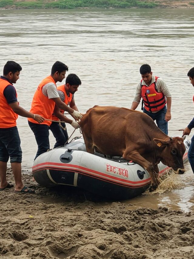 Best Animal Rescue Service in Uttarakhand