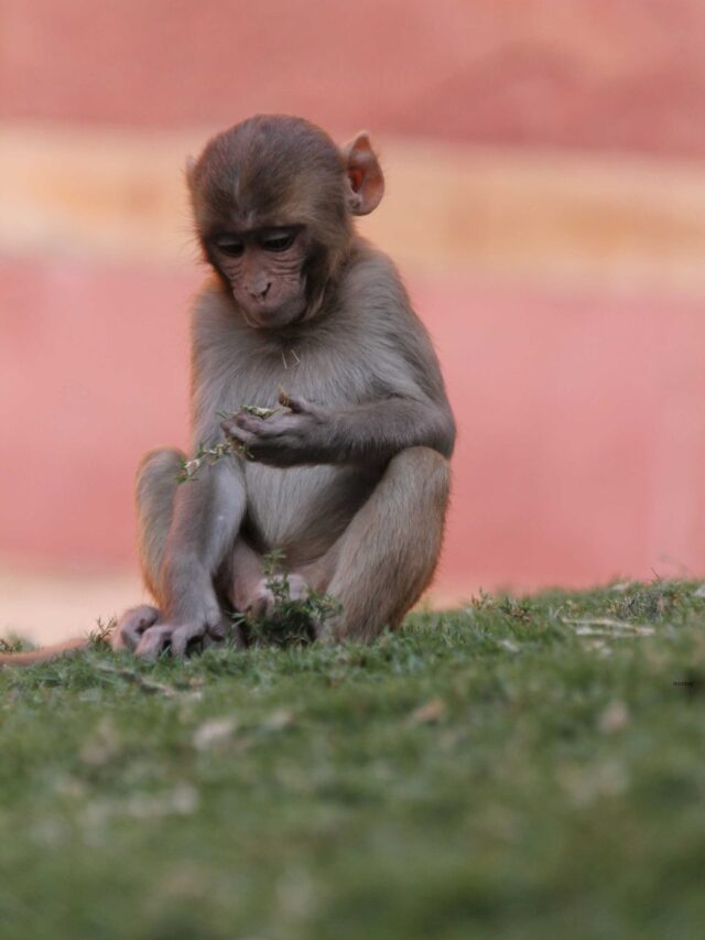 Help to Feed Vulnerable Monkeys