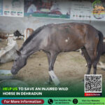 Horse Rescue in Dehradun