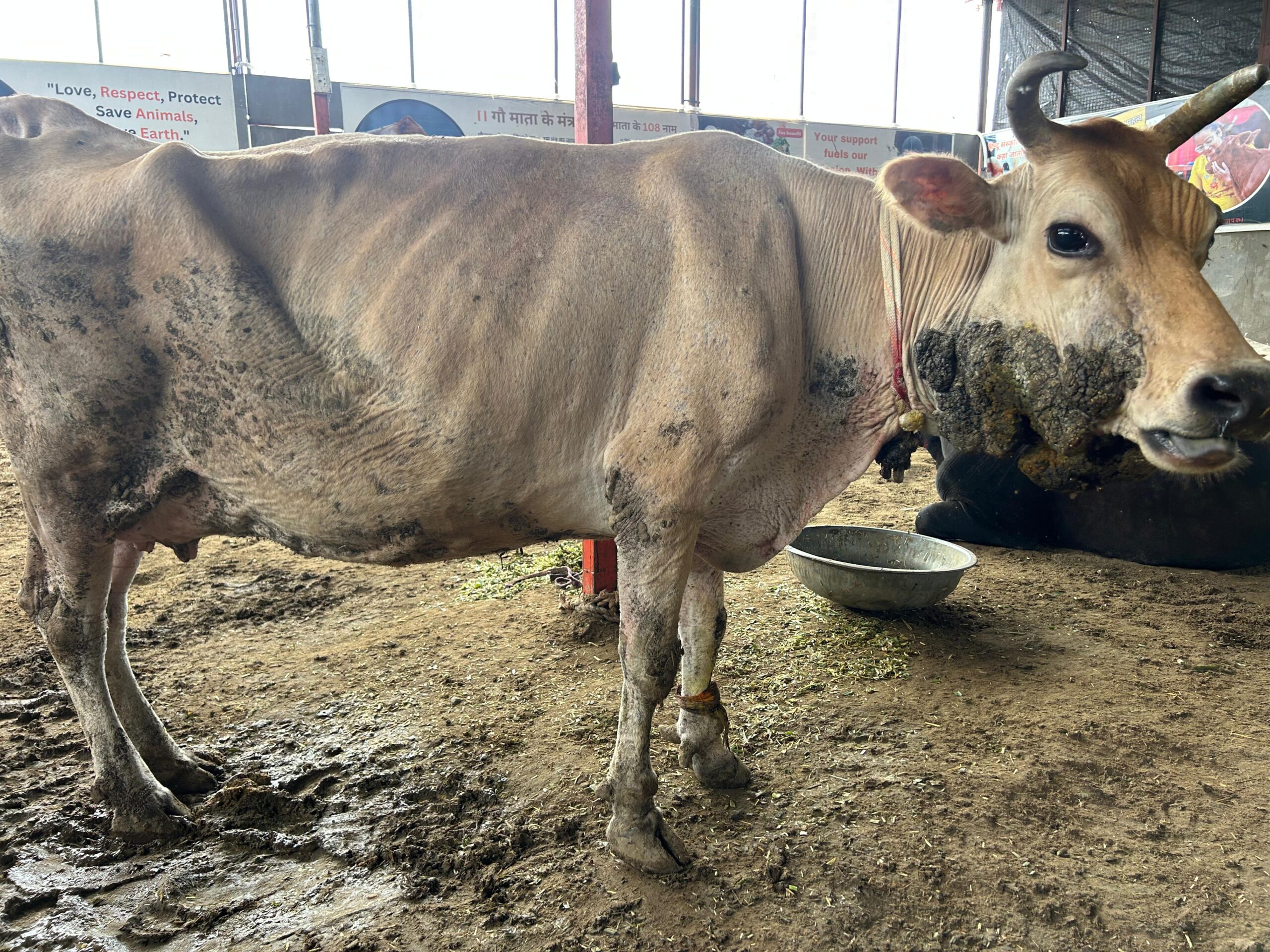 cow-image1