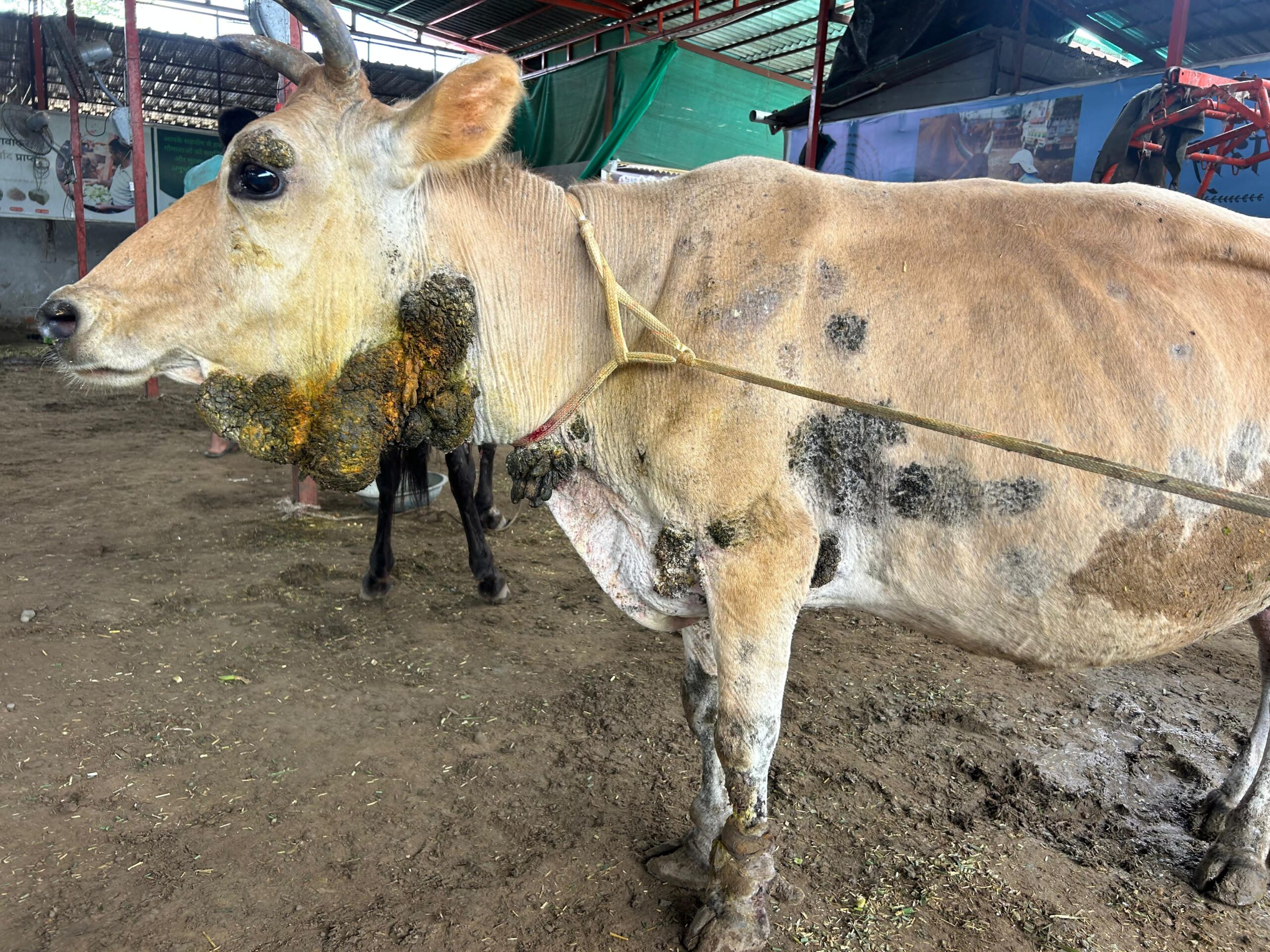cow-image2