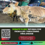 Support Sick Cow