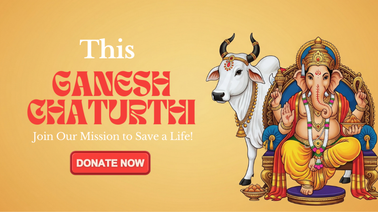This Ganesh Festival, the Real Prasadam is the Food You Give to a Hungry Cow