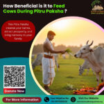 Benefits of Feeding Cows on Pitru Paksha