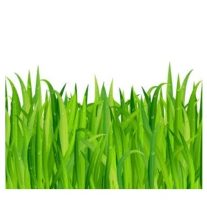 Fresh Green Grass
