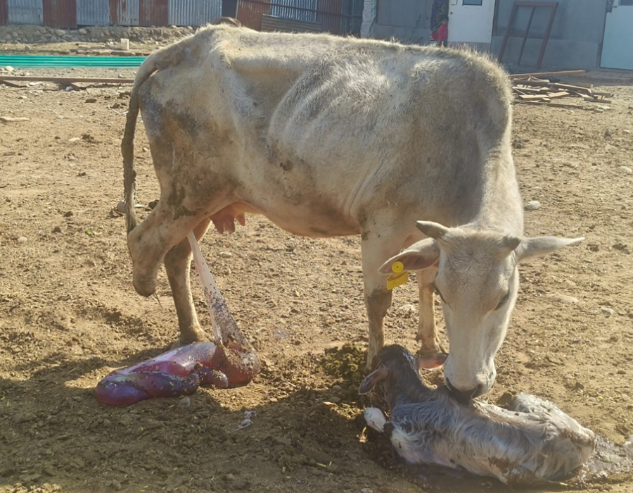 Cow-image