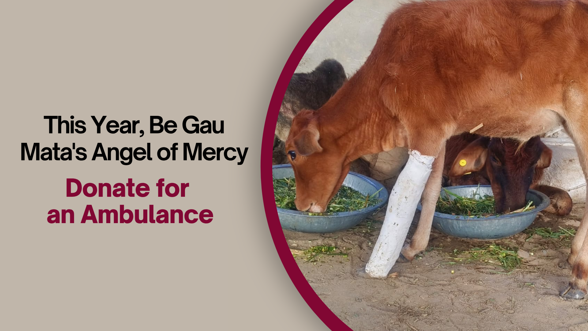 Emergency on the Roads Help Us Get Our Gau Mata Ambulance
