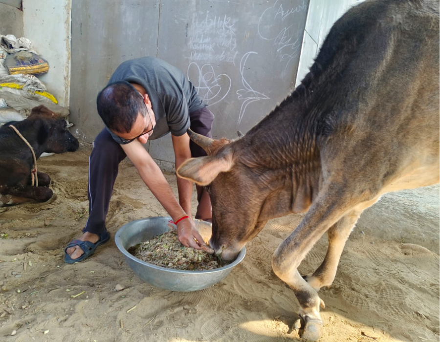 Cow-image2