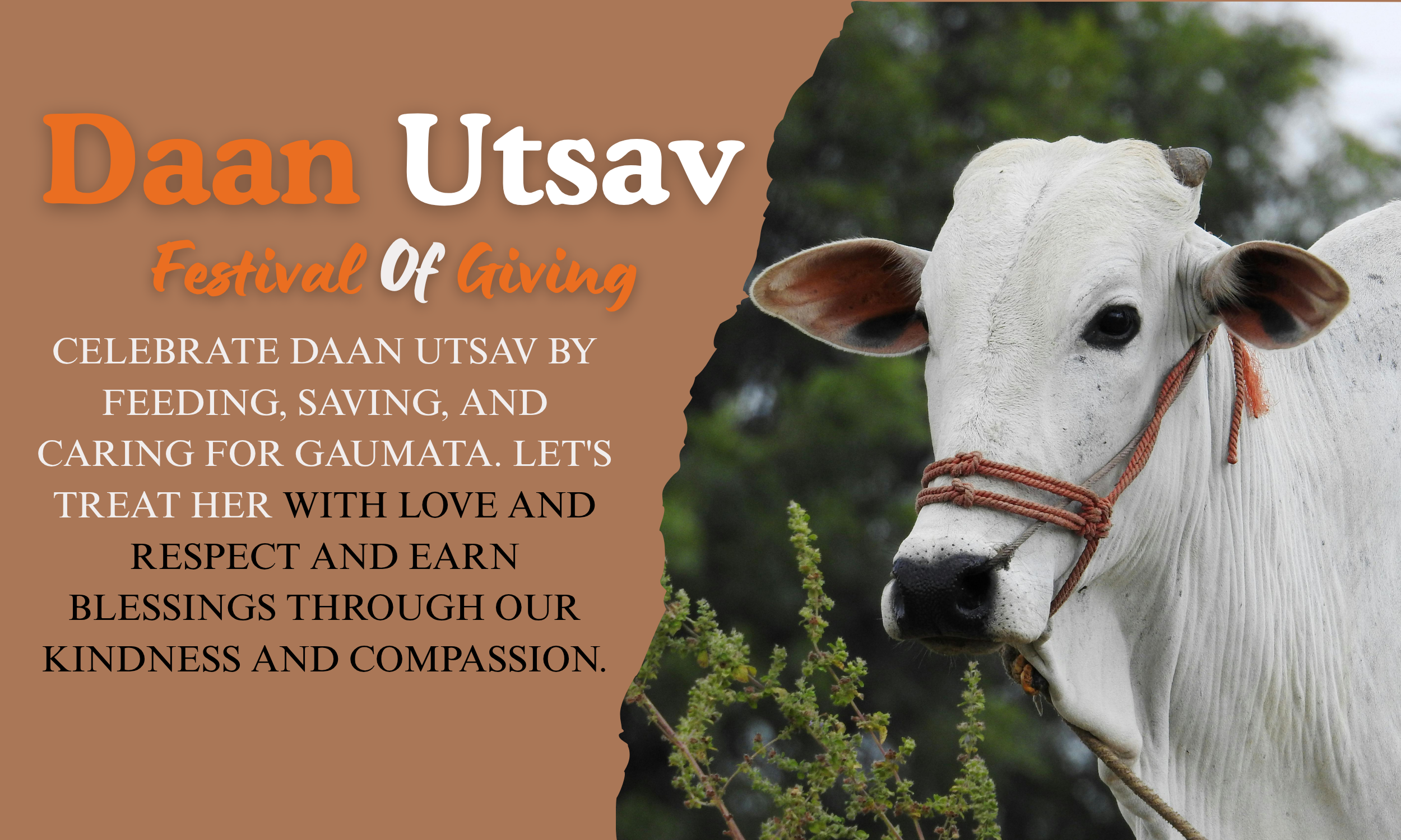 This Diwali, Be A Lifeline For Injured & Abandoned Cows