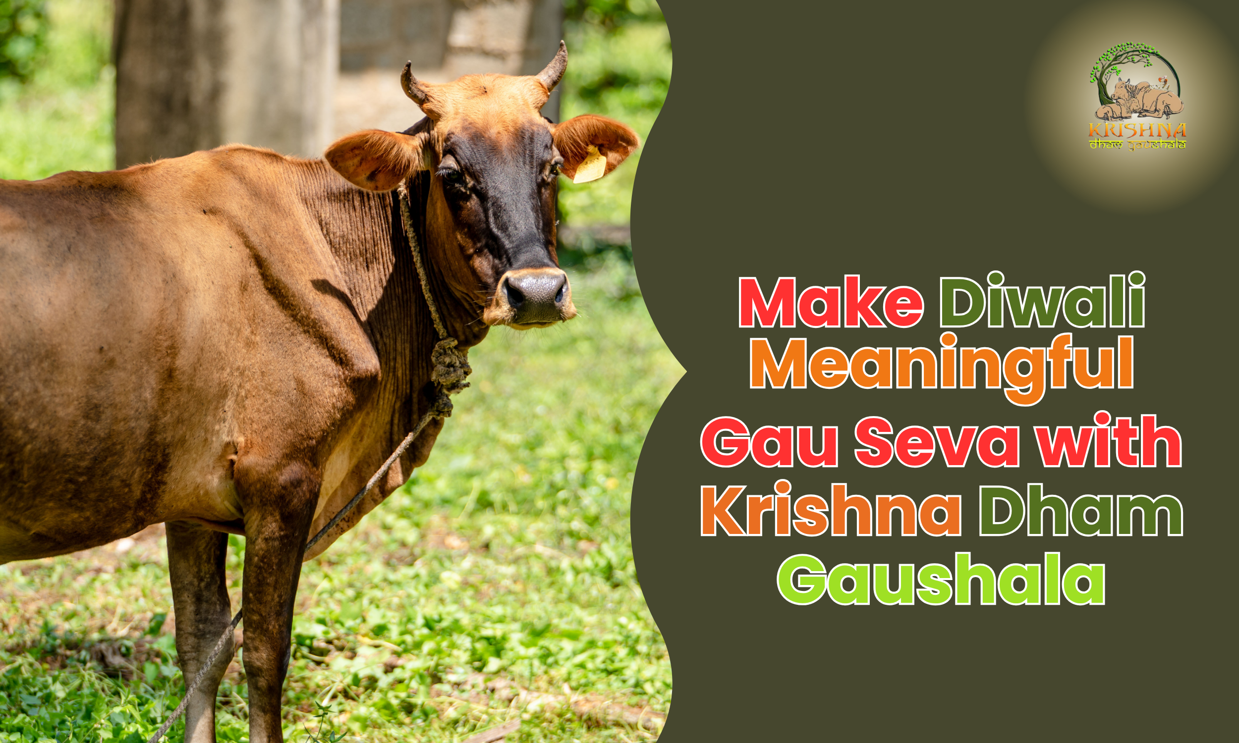 Make Diwali Meaningful — Gau Seva with Krishna Dham Gaushala