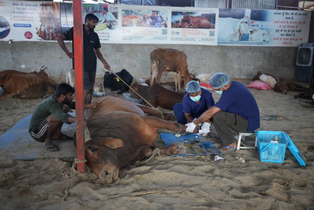 save bull - B (1)