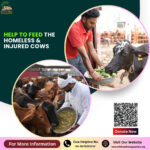 Help To Feed The Homeless