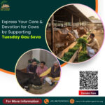Tuesday Gau Seva at krishna dham gaushala